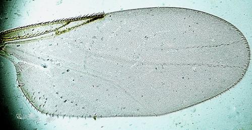 Réf. 336 709 : Thripomorpha coxendix